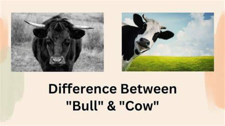 Whats the difference between a cow and a steer?