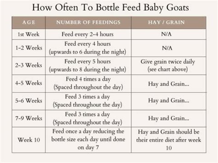 When can baby goats start eating grain?