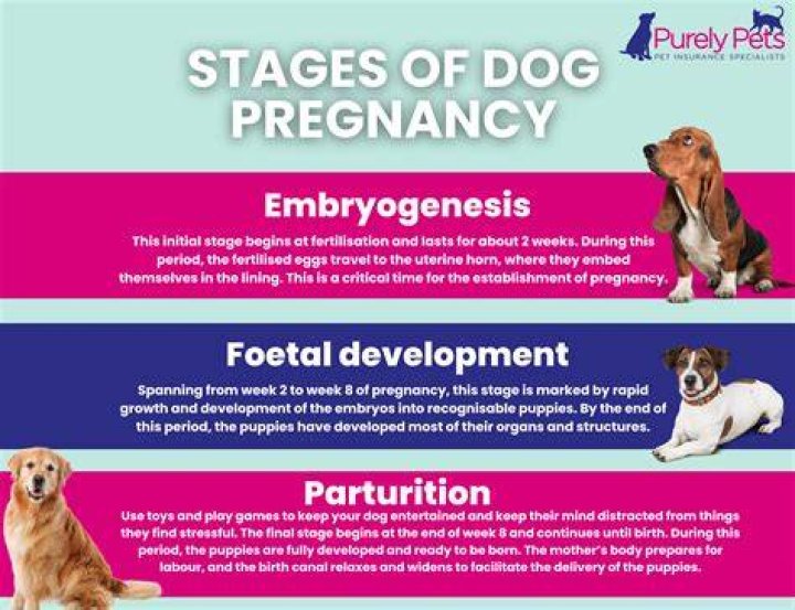 When can Pomeranian get pregnant?