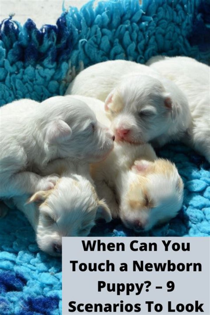 When can you touch a newborn puppy?