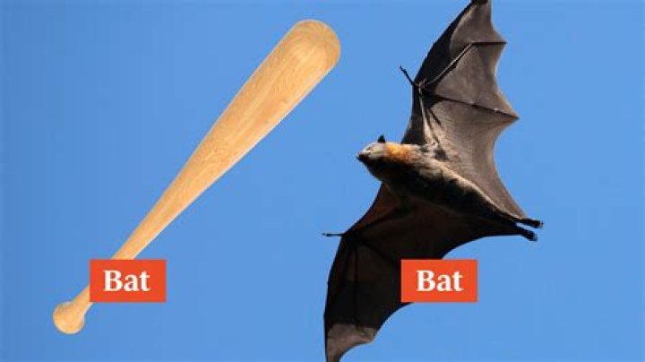 When should you bat and bowl?
