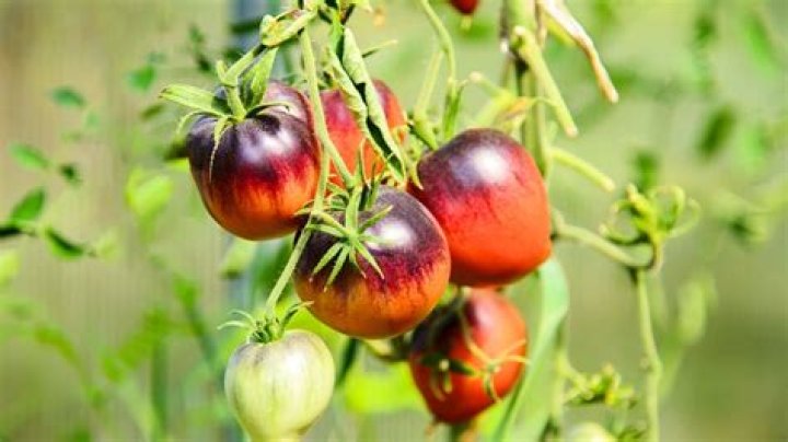 When should you shade tomato plants?