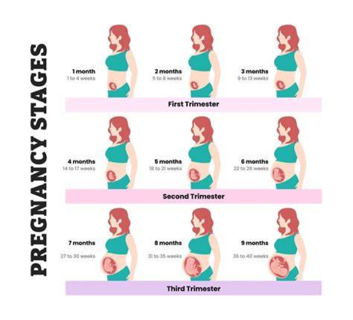 When will I start to look pregnant instead of fat?