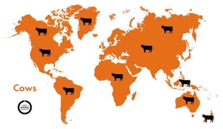 Where are cows holy?