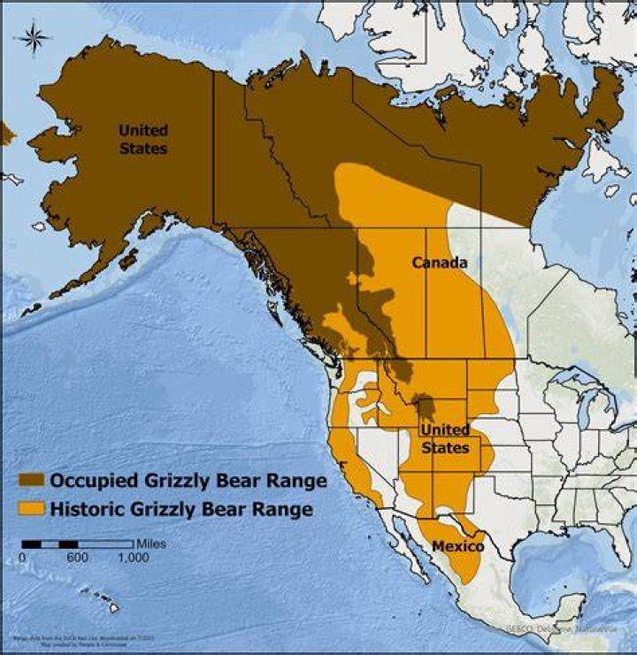 Where are grizzly bears in Wyoming?