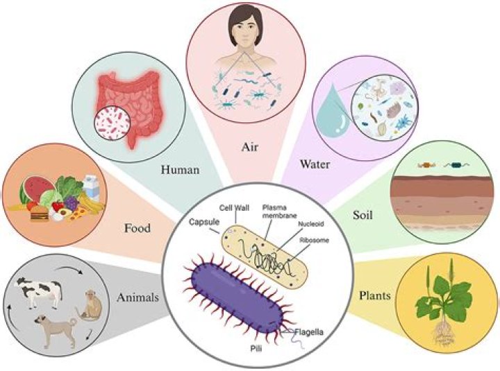 Where are microbes used?