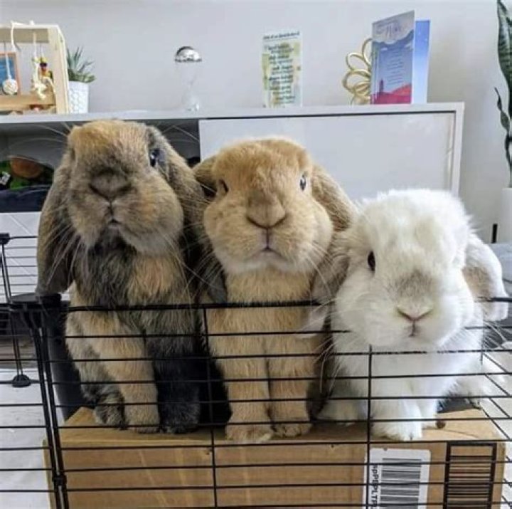 Where are Moxi beach bunnies made?