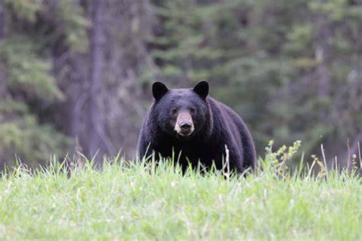 Where are the most bears in Utah?