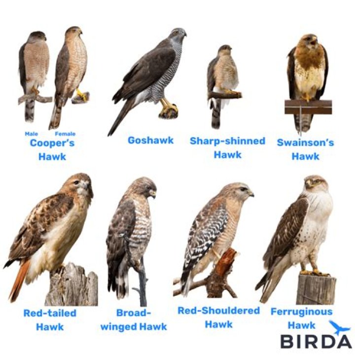 Where can you find falcons?