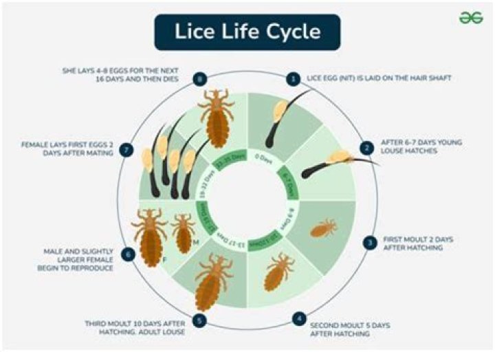 Where do body lice come from originally?
