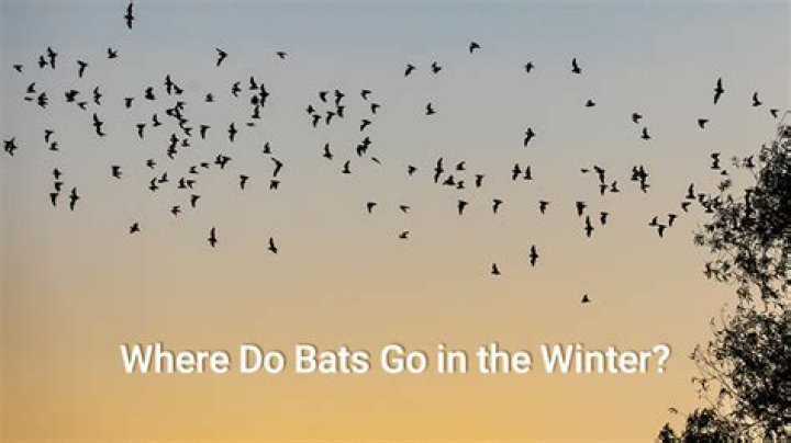 Where do brown bats go in the winter?