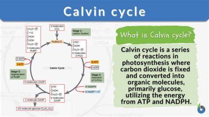 Where do Calvin cycle occur?