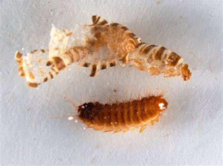 Where do carpet bugs come from?