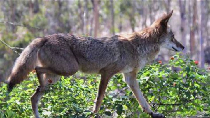 Where do coyotes hang out during the day?