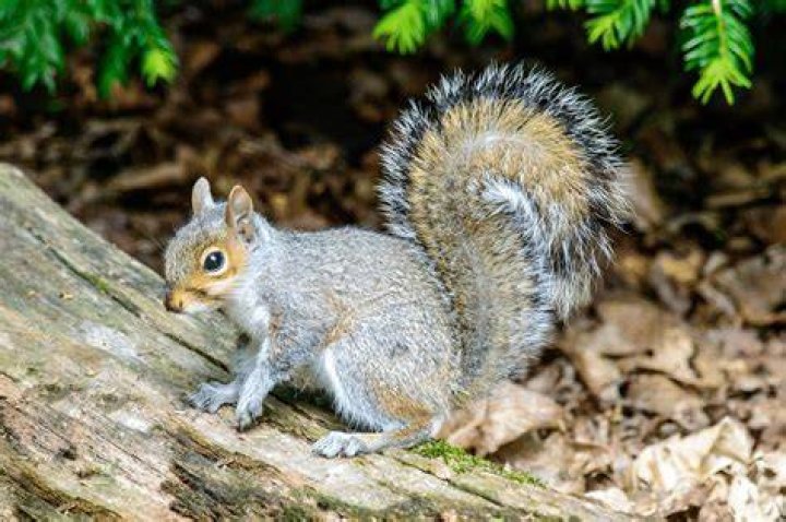 Where do grey squirrels come from originally?
