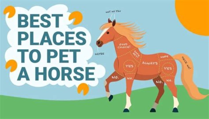 Where do horses like to be petted?