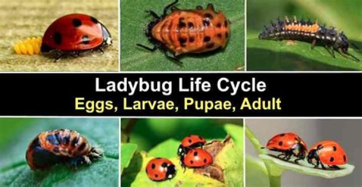 Where do ladybug larvae live?