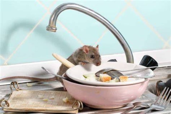 Where do rats go during the day?