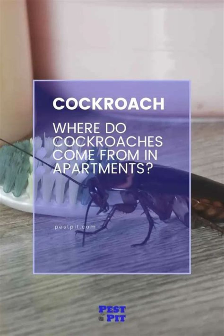 Where do roaches come from in bedroom?