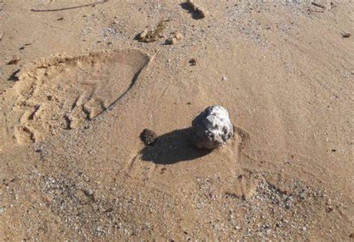 Where is Bucky ball found?