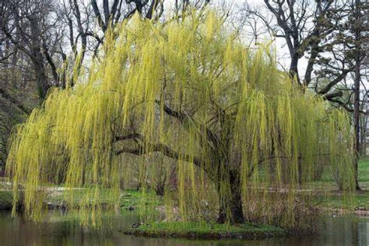 Where is English willow from?