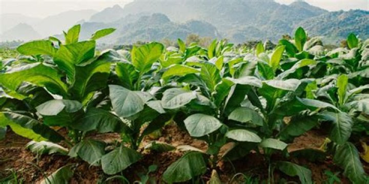 Where is most tobacco grown now?