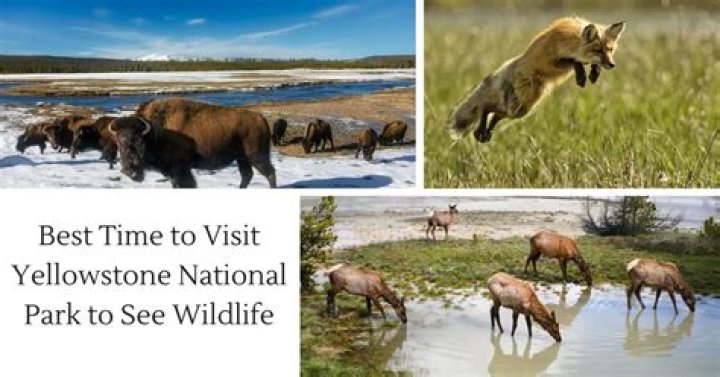 Where is the best wildlife in Yellowstone?