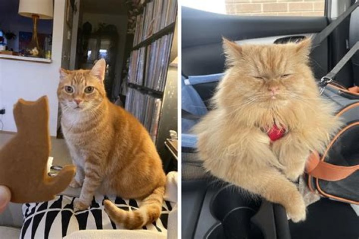 Where should I leave my cat when I go to work?