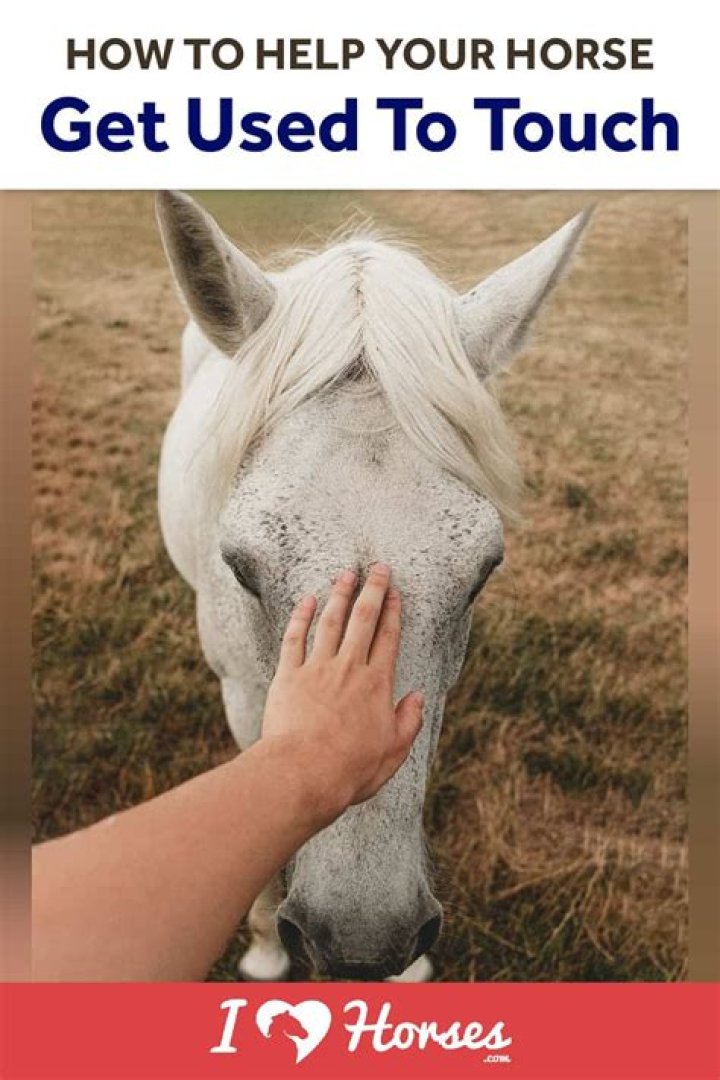 Where should you not touch a horse?