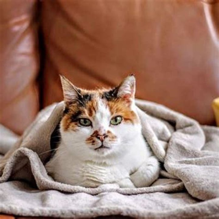 Where to pet a cat to make it fall asleep?
