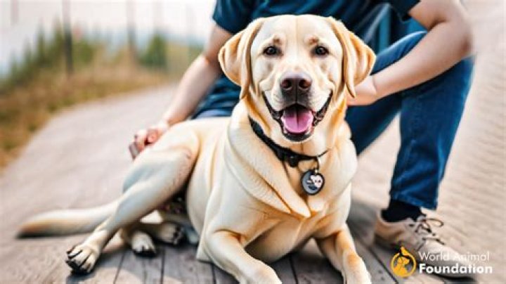 Which animal is loyal?