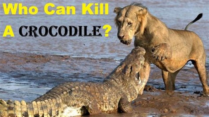 Which big cat can kill a crocodile?