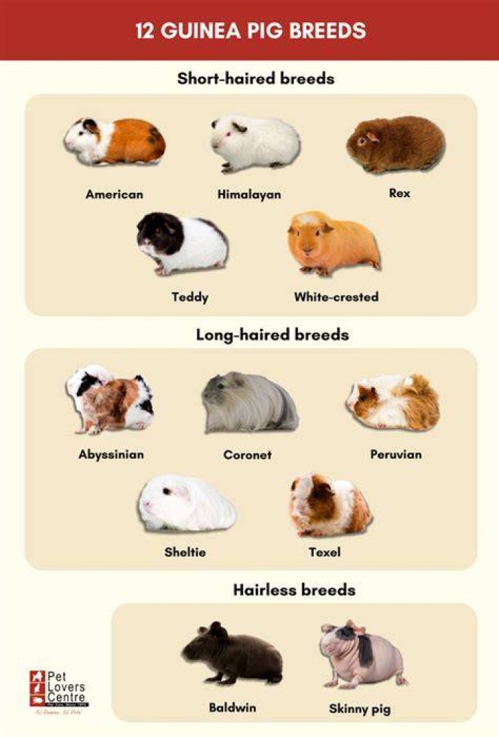 Which breed of guinea pig lives the shortest?