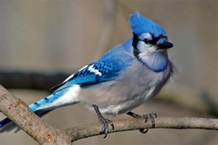 Which Canadians are Blue Jays?