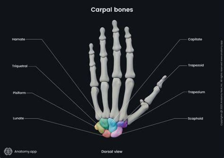 Which carpal bone is the biggest?