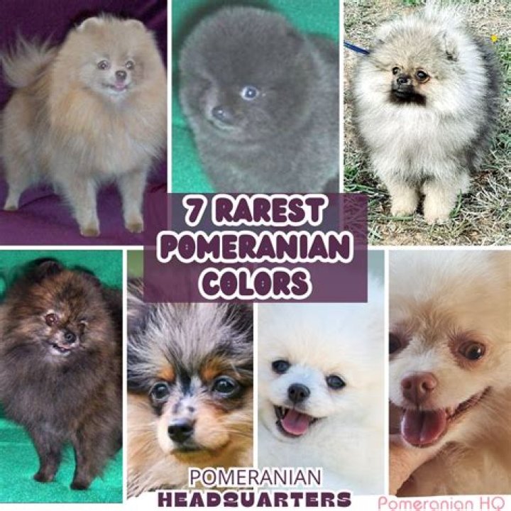 Which Colour Pomeranian is best?