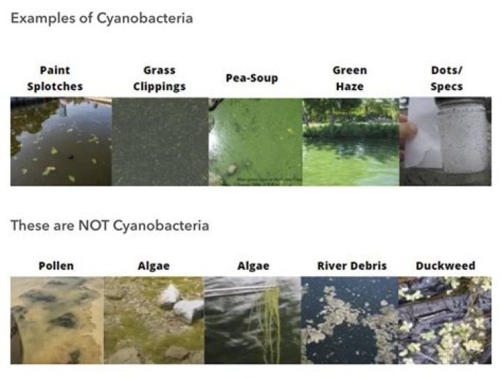 Which cyanobacteria is used in paddy fields?