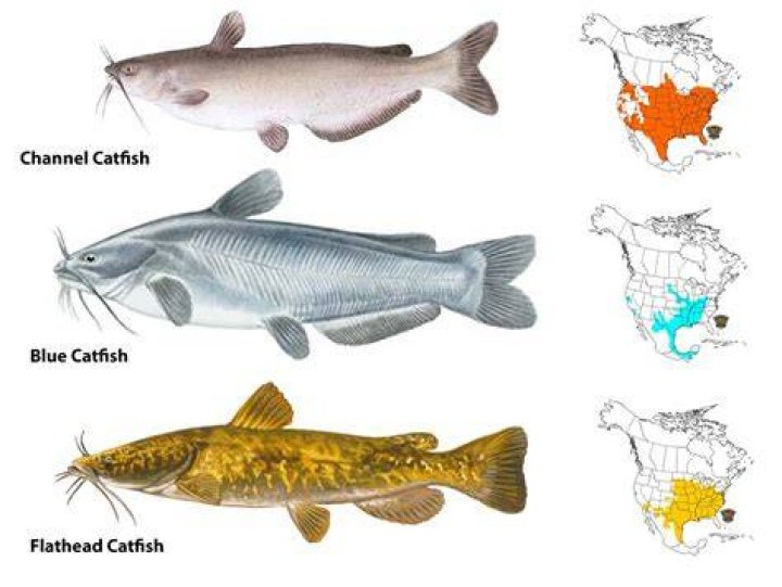 Which fish is good Catla or ROHU?