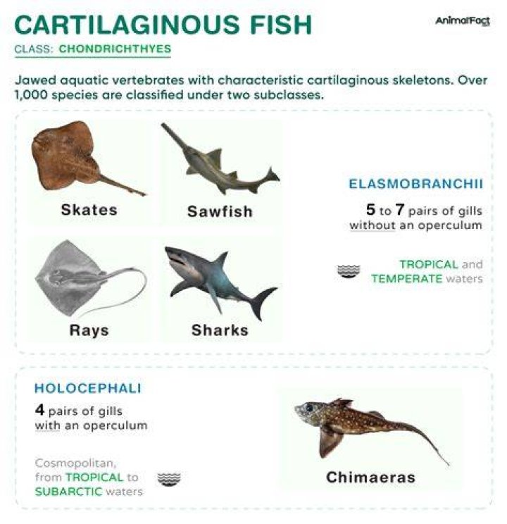 Which fish is the king of fish?