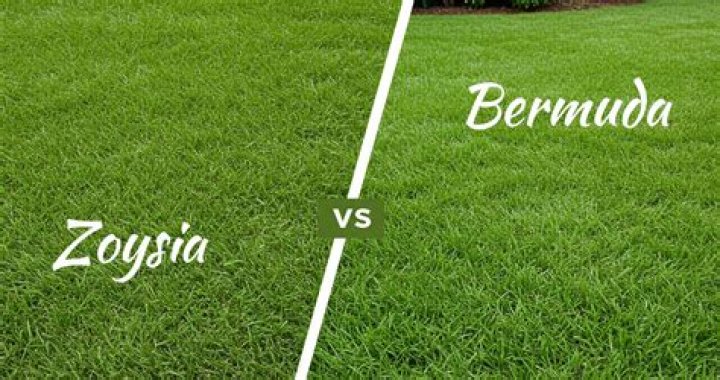 Which grass is better Bermuda or Zoysia?