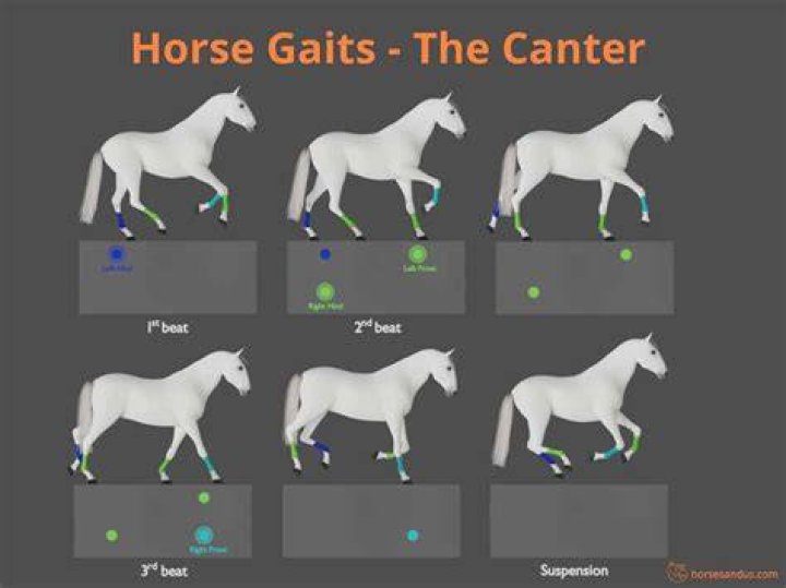Which is faster trot or canter?