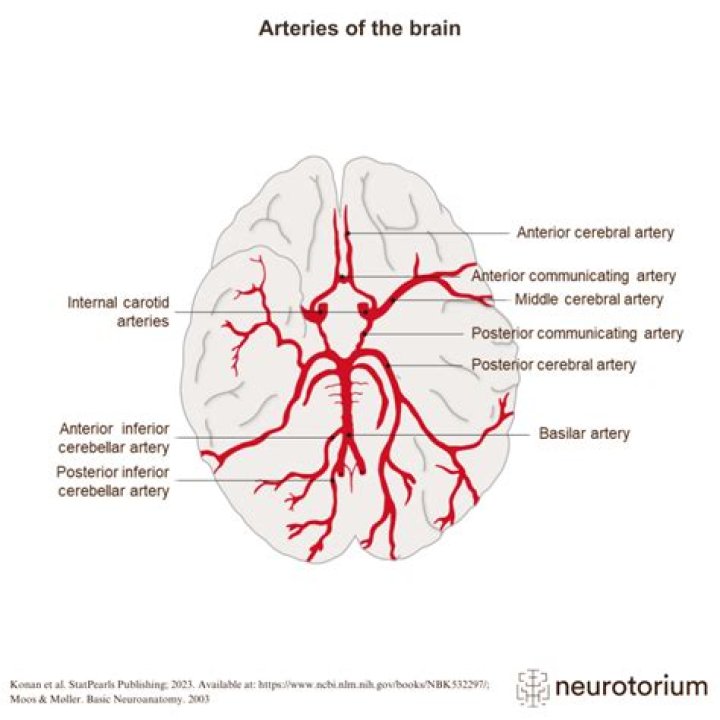 Which leg is your main artery in?