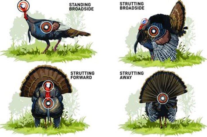 Which of the following is a safe practice when hunting turkeys?