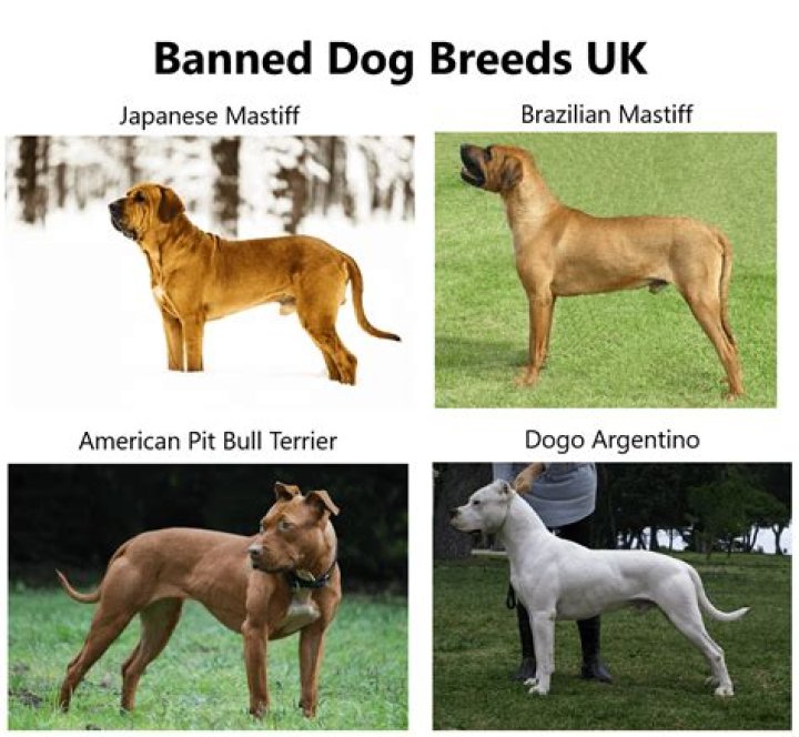 Which of these are banned in judo?