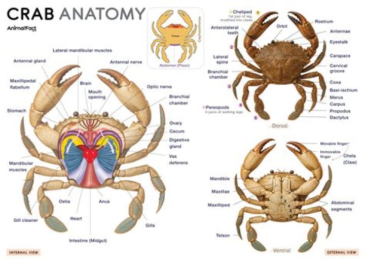 Which part of the crab is poisonous?