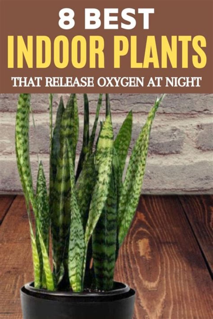 Which plant gives oxygen at night?