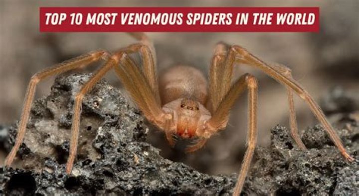 Which spiders are most intelligent?