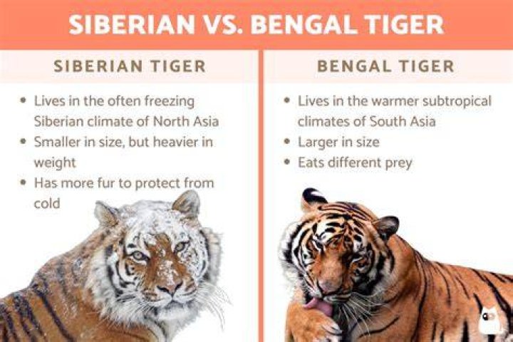 Which tiger is bigger Siberian or Bengal?