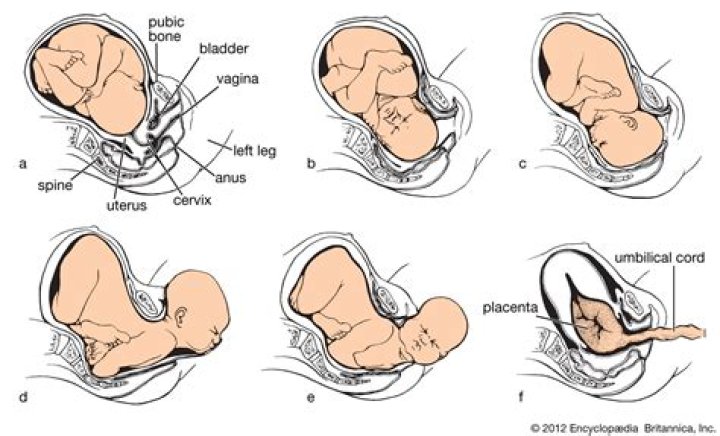 Which way do babies come out?