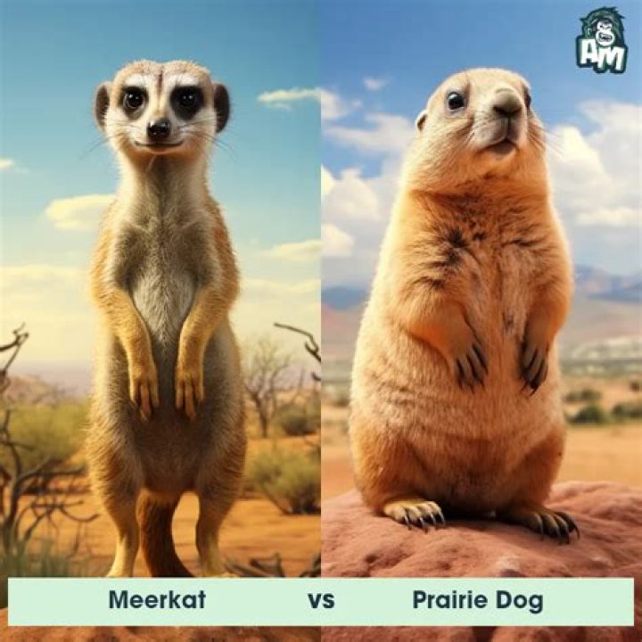 Who created Compare the Meerkat?